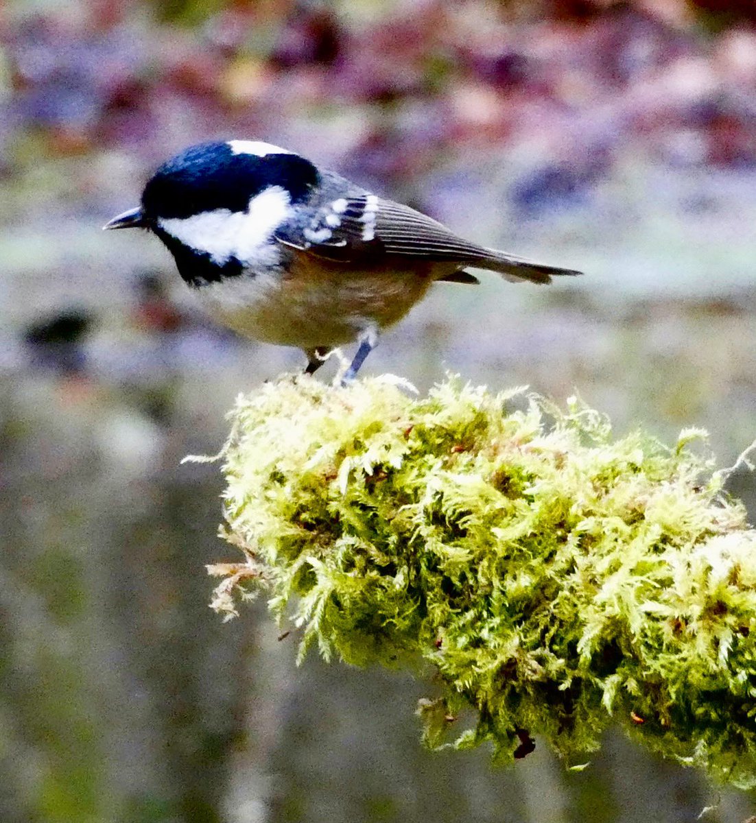 Cool Coal Tit …. #coaltit #britishbirds #woodlandbirds #woodlandbird #woodland #woodlands #chilternsaonb  #naturereserve #mixedwoodland #chilternvalley #oxfordshire #englishcountryside @BBOWT