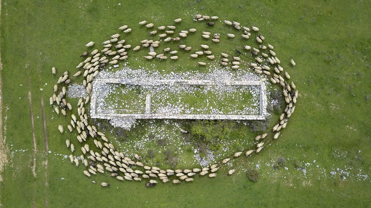 Neophron Returns tweet media