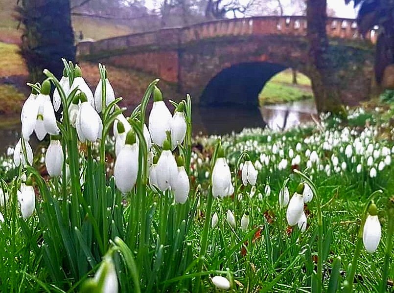 The Great Garden Trail of Dorset 

Spring is here and the gardens are beginning to burst with colour. Best places to visit for snowdrops this February <a href="/fordeabbey/">Forde Abbey & Gardens</a> Athelhampton <a href="/mapperton/">Mapperton House & Gardens</a> and <a href="/Minterne_Garden/">Minterne Gardens</a> 

Forde Abbey Snowdrop Weekends in February have begun!
