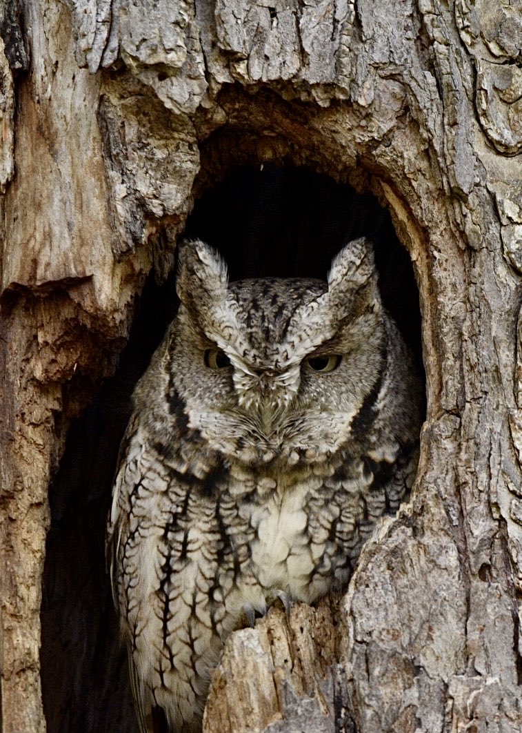 Screech Owl enjoying his morning ⁦@NatGeo⁩ ⁦@NatGeoPhotos⁩ ⁦@NatureCanada⁩ #owl #screechowl #nature