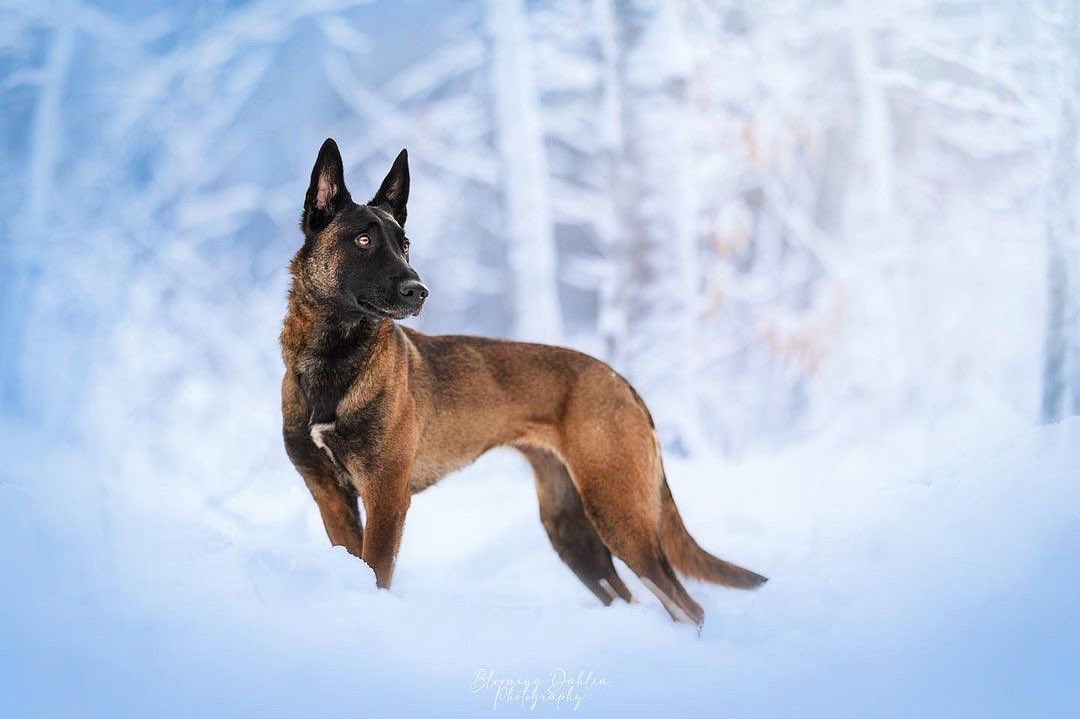 MalinoisDrive's tweet photo. ❄️🐕
@bloomingdaliaphoto

#malinois #belgianmalinois #dog https://t.co/Efak8VAsZu