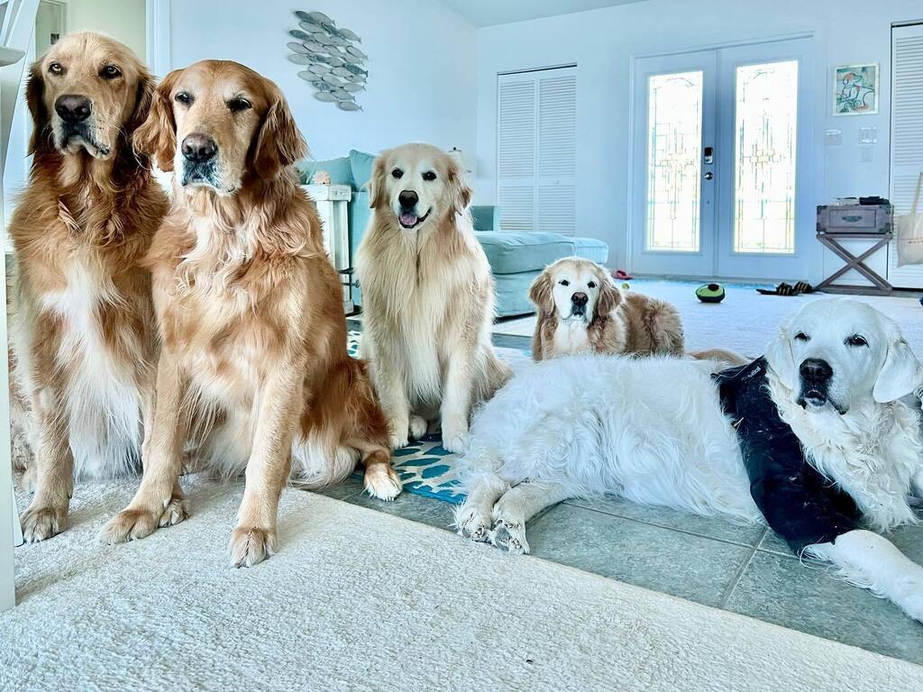 Happy National Golden Retriever Day, everyone! Please send pictures of your own golden retrievers because I want to  see them 💛💛💛💛💛 #nationalgoldenretrieverday