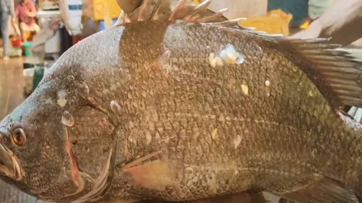 mdsolam54376485's tweet photo. live Tripletail Fish Cutting!  fish cutting bd with Bangladesh 

video link: https://t.co/ojk672WKgk

#fishcuttingbdwithrapsan, #fishcutting, #fishcutting, #fishcuttingbd, #fishcuttinglive, #fishcuttingctg, #fishcuttinglive, #fishcuttingbangladesh, #fishuctting, #cuttingfish, https://t.co/fg7EezeoBs