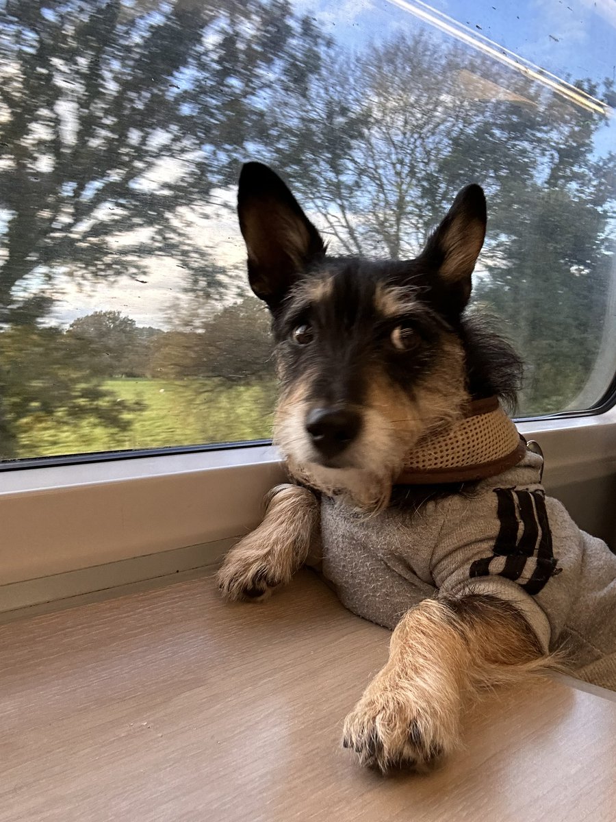 Off to deliver the ultimate #workplace #wellbeing package to a lovely #NHS person. A #VR headset, some squishy shoes and a visit from Fred