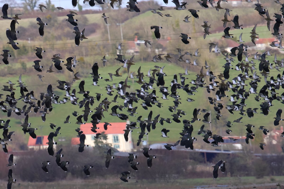 robinmmorrison's tweet photo. Amazing numbers of Lapwing and Golden Plover in the #Greylake @RSPBHamWall area this lunchtime. Birds seemed very unsettled and flew around for nearly an hour. It just needed the sun to come out. Also Black Swan and Mute Swan flypast.
@somersetbirds https://t.co/BPisEjf7dg