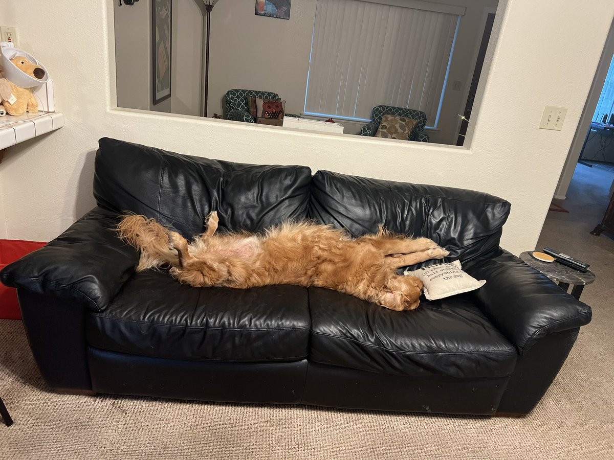 TheMerkie's tweet photo. @TheGoldenRatio4 #NationalGoldenRetrieverDay Mr. Sherlock https://t.co/Z9HanShqu5