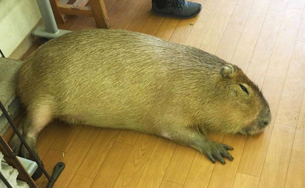 CAPYBARA_MAN's tweet image. he ate a bee
