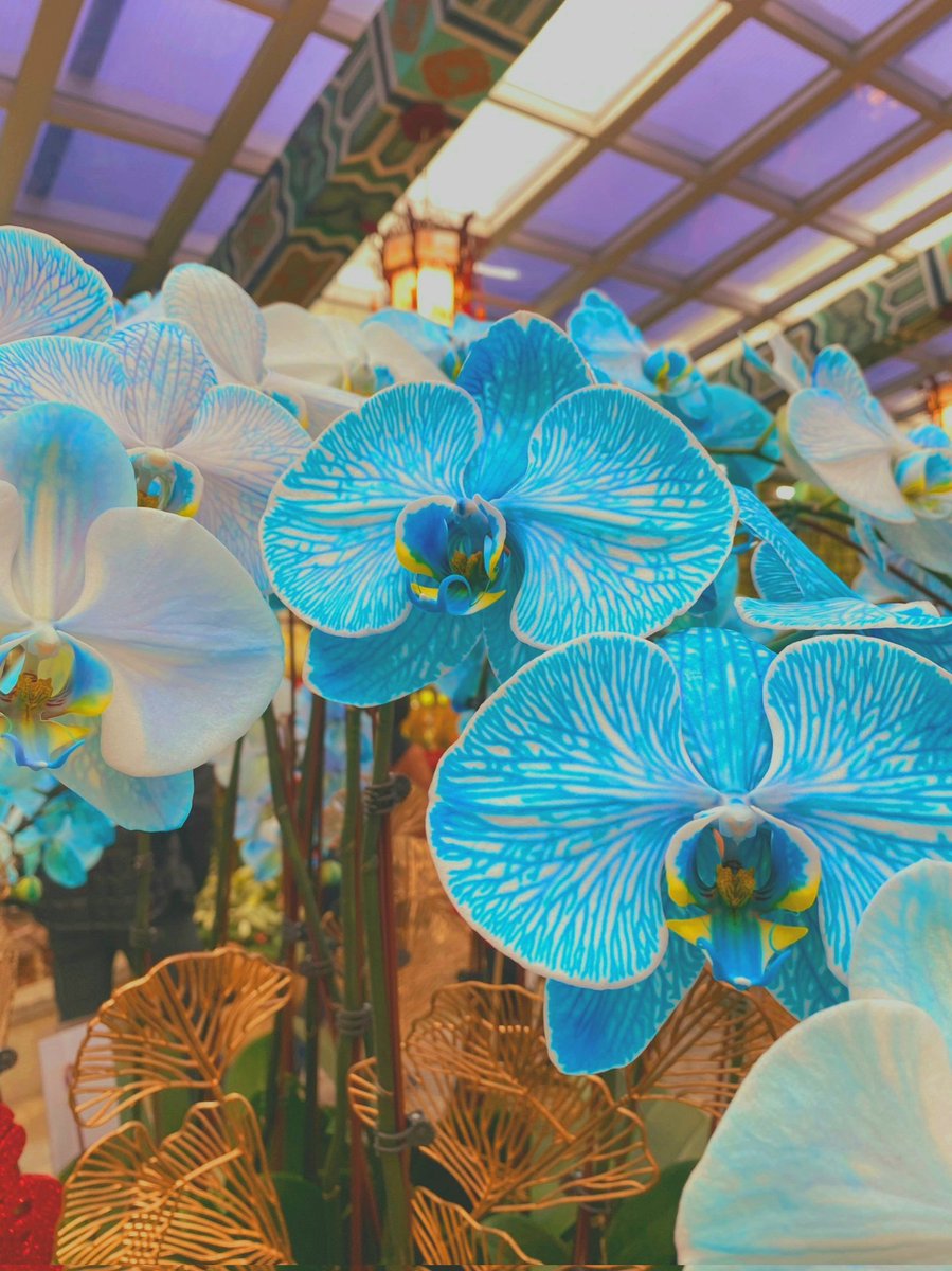 Ayaa_reality's tweet photo. 今天去看花展🌷🌿 https://t.co/jTqkPMfnJC