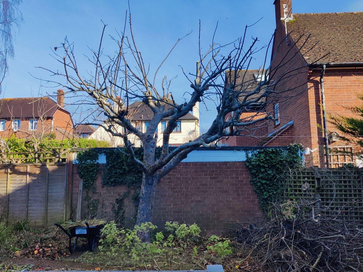 PhillyBillyB's tweet photo. Big old Bramley well &amp; truly pruned! https://t.co/MWodfkDHYe