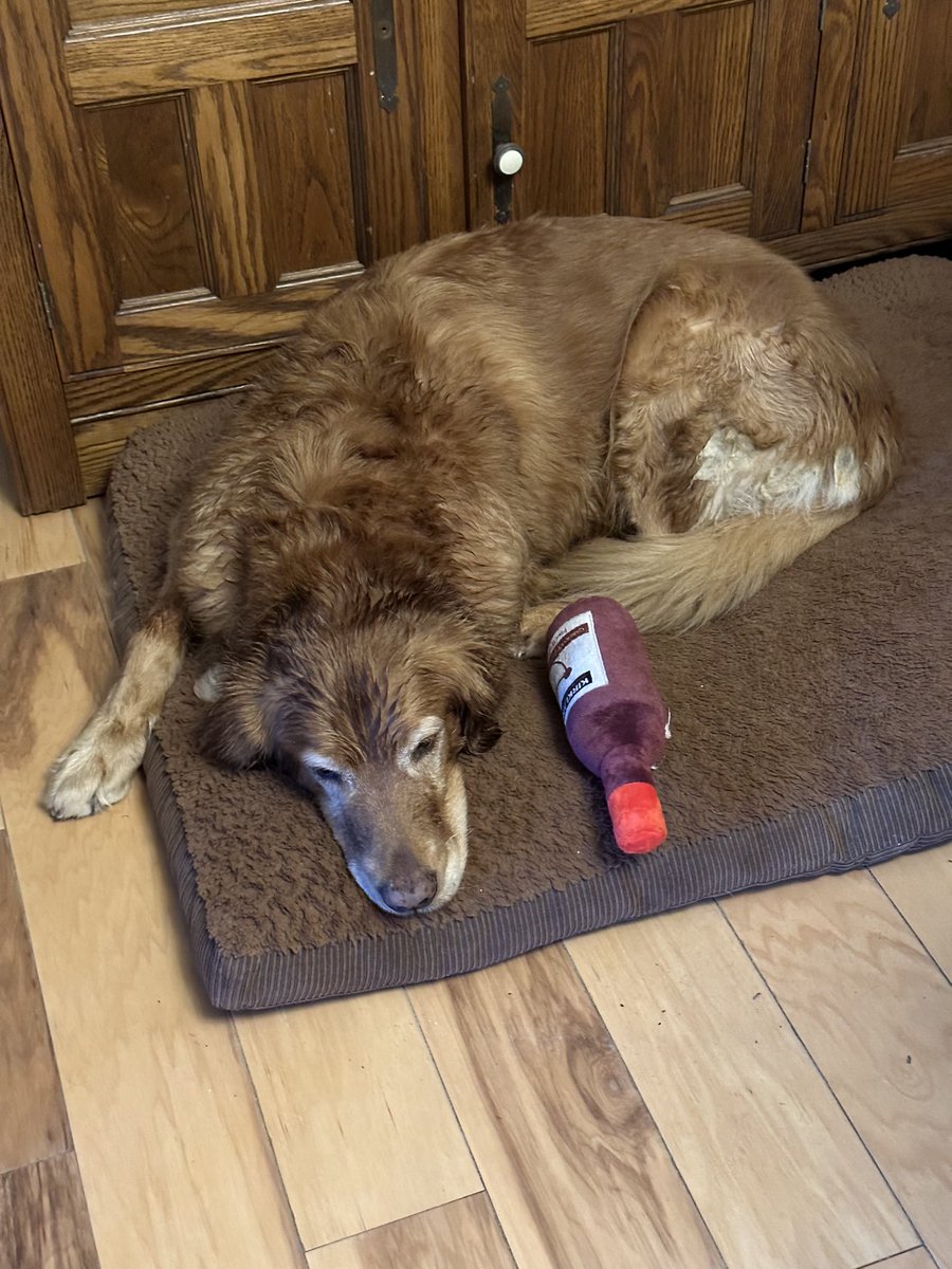 laurenroller's tweet photo. @TheGoldenRatio4 Hello from Sam! https://t.co/jtjSWXqdlo