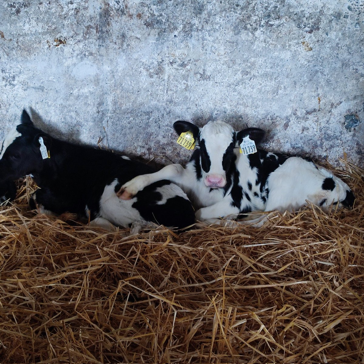 AlanBurton12's tweet image. Posing for the camera 🤣 @wws_ireland @AgritechIreland  #brewmaster #calving2023