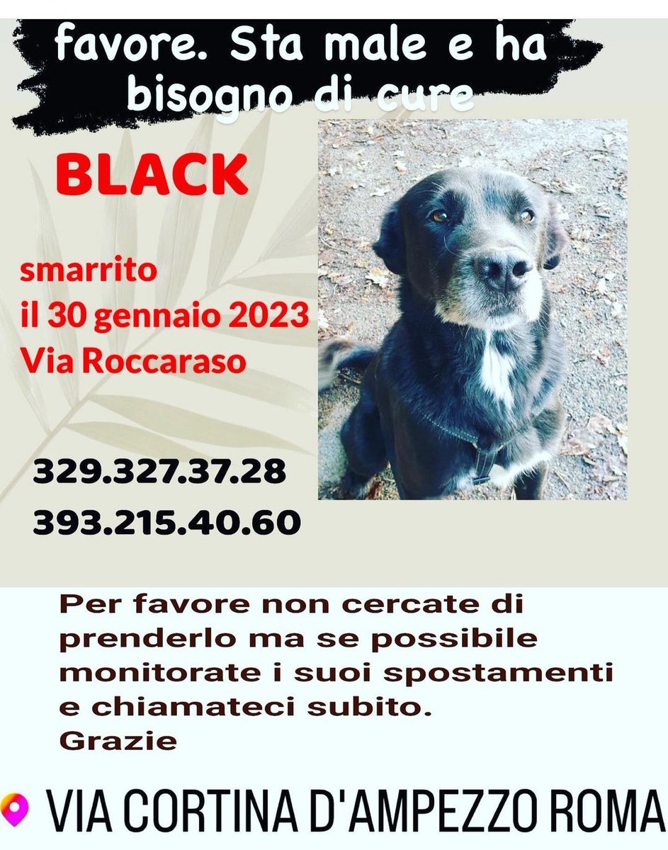 duranradio1's tweet photo. Off topic per gli amici di Roma..... 
Aiutateci a trovarlo!!! https://t.co/Cc7i56W7UE