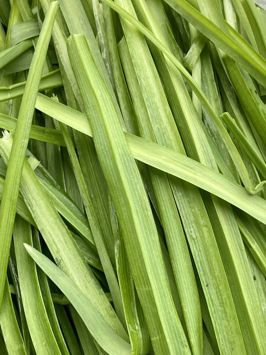 rushtonsgrocer's tweet photo. Aptly named, three-cornered garlic plant produces distinctive flowering stems with three angles
#Rushtons #Rushtonsthechefsgreengrocer #wholesale #catering #hospitality #restaurant #chef #londonsupplier #seasonalproduce #NCGM #threecorneredgarlic #freshlyforaged https://t.co/BLfONZhjOa