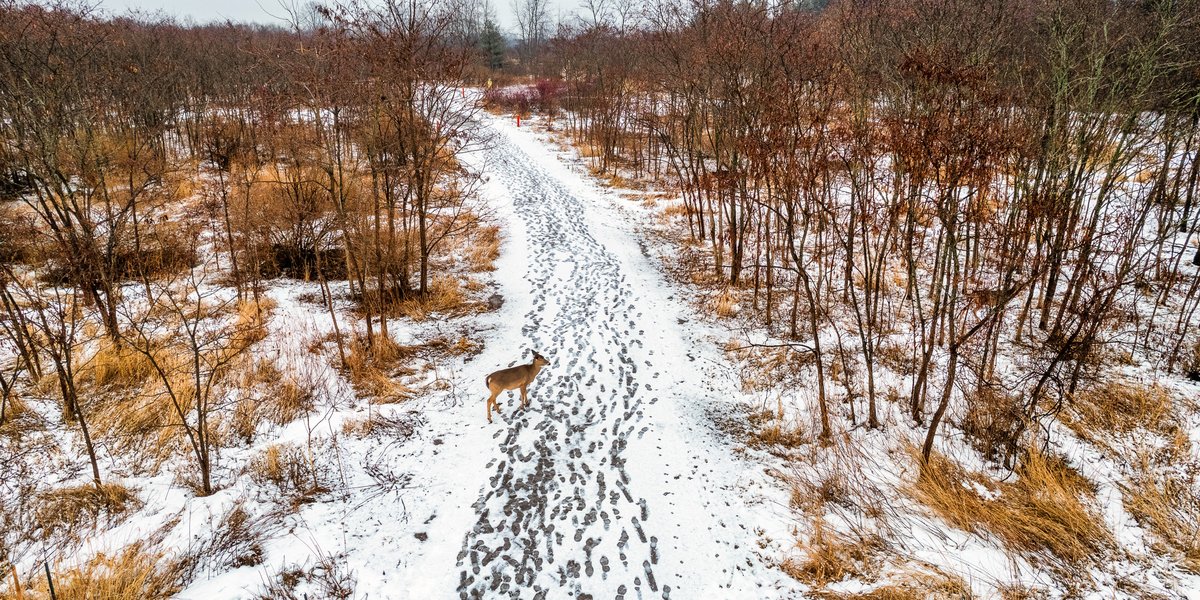TownofWhitby's tweet photo. You never know what kinds of friends you'll make on a Whitby trail! Find one near you and get some steps in: https://t.co/WNbIesT7W3 #ActiveWhitby https://t.co/dMFjx7h7k8