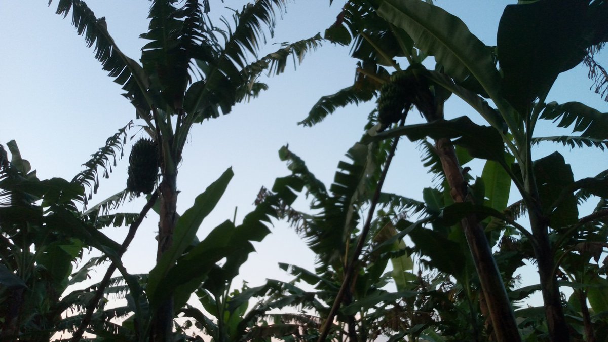 MPSbenjamin's tweet image. God, I love these fruits, thank you