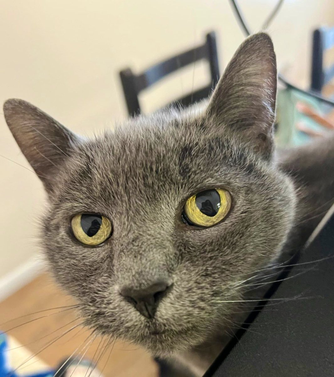 And the micromanager #Dundie award goes to... 🙄🏆😸 #TheOffice #CatsOfTwitter