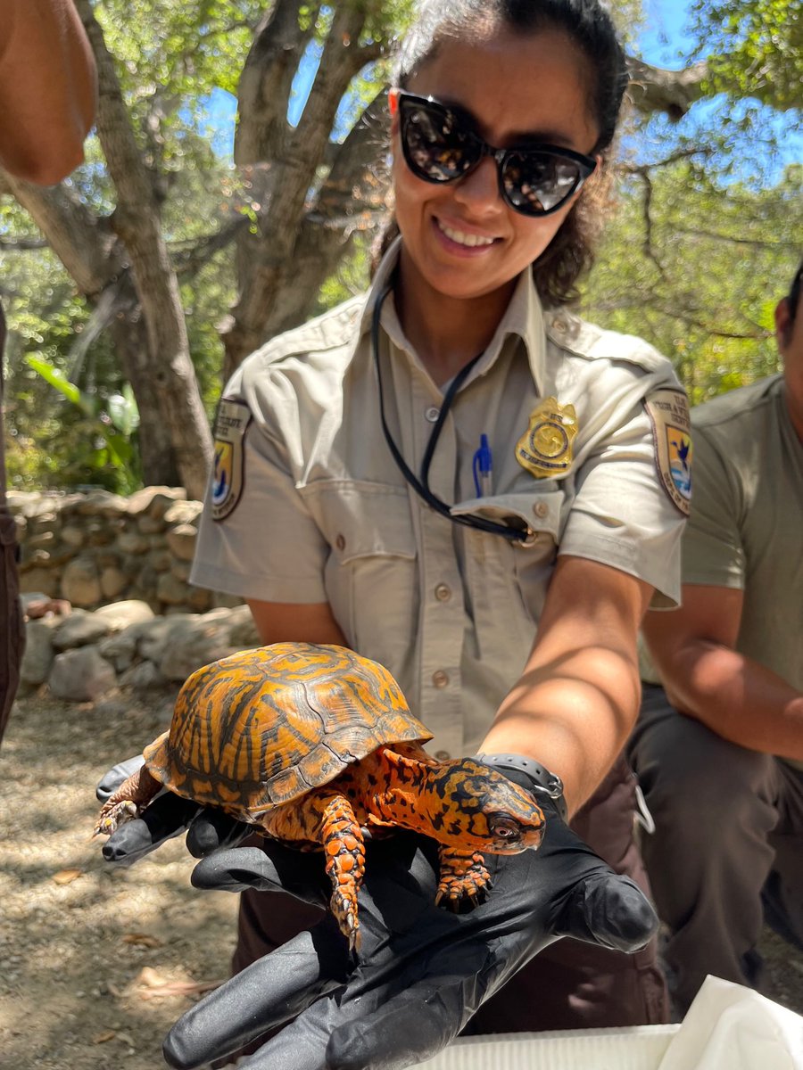 turtletweets's tweet photo. We are now working to return the confiscated turtles to their rightful wild homes using DNA testing to determine where they came from! #TurtleConservancy https://t.co/FuVGAHy2b5