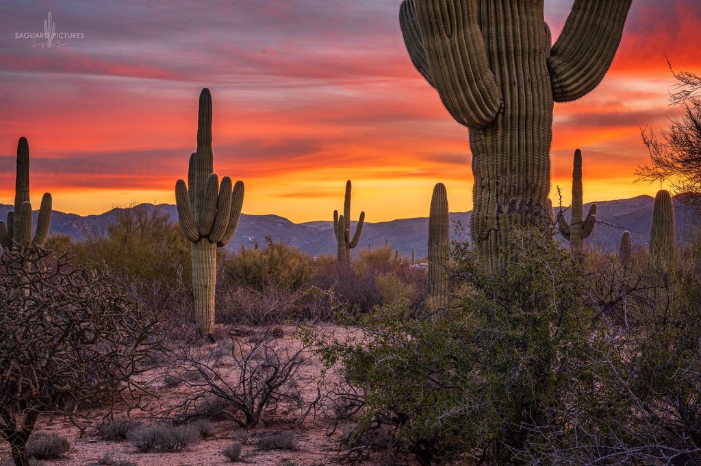 Gregtucson's tweet photo. This morning in Saguaro National Park, east of Tucson. https://t.co/VhcPGemlQB