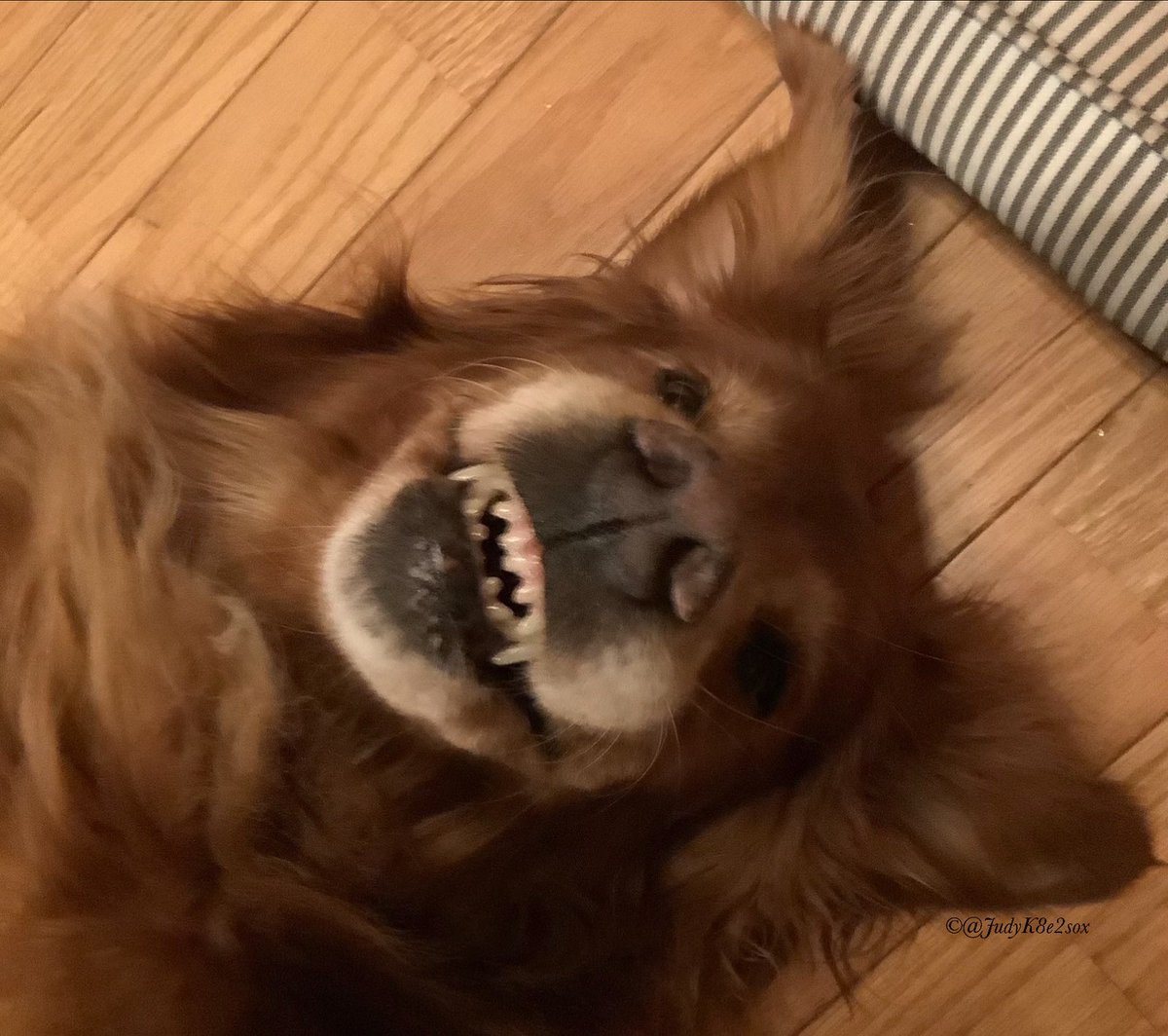 Happy #InternationalGoldenRetrieverDay !🥳🎇🎆😎
I’m pretty feisty for an old girl😉🥰😎🐾❤️
#dogsoftwitter #goldenretriever #GoldenRetrieverDay