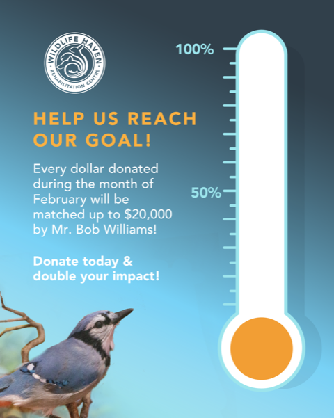 WildlifeHaven's tweet photo. February is a BIG month at Wildlife Haven! EVERY dollar raised will be MATCHED by a very generous donor, our friend Mr. Bob Williams, up to $20,000!

This is your chance to save twice as many wild animals!🦉🐢🦆🦅

Donate today ▶️ https://t.co/esVQZF89EP https://t.co/pGNtv0rzfd