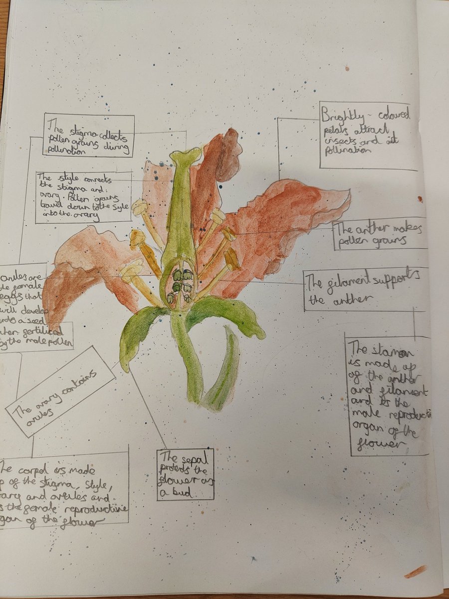 Stag class enjoyed learning about plant reproduction this afternoon.