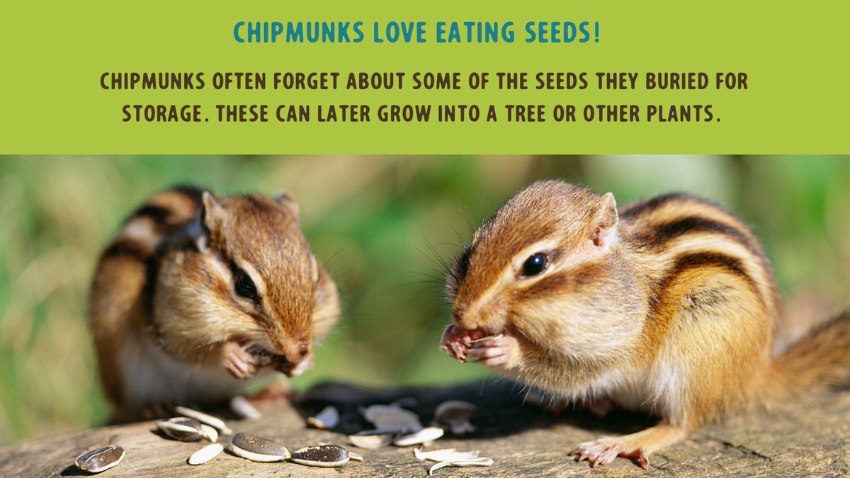 Tomorrows_Trees's tweet photo. How much do you know about chipmunks?

These cute critters are great reminders as to why we need to continue protecting our forests. https://t.co/w9izK4oe1e