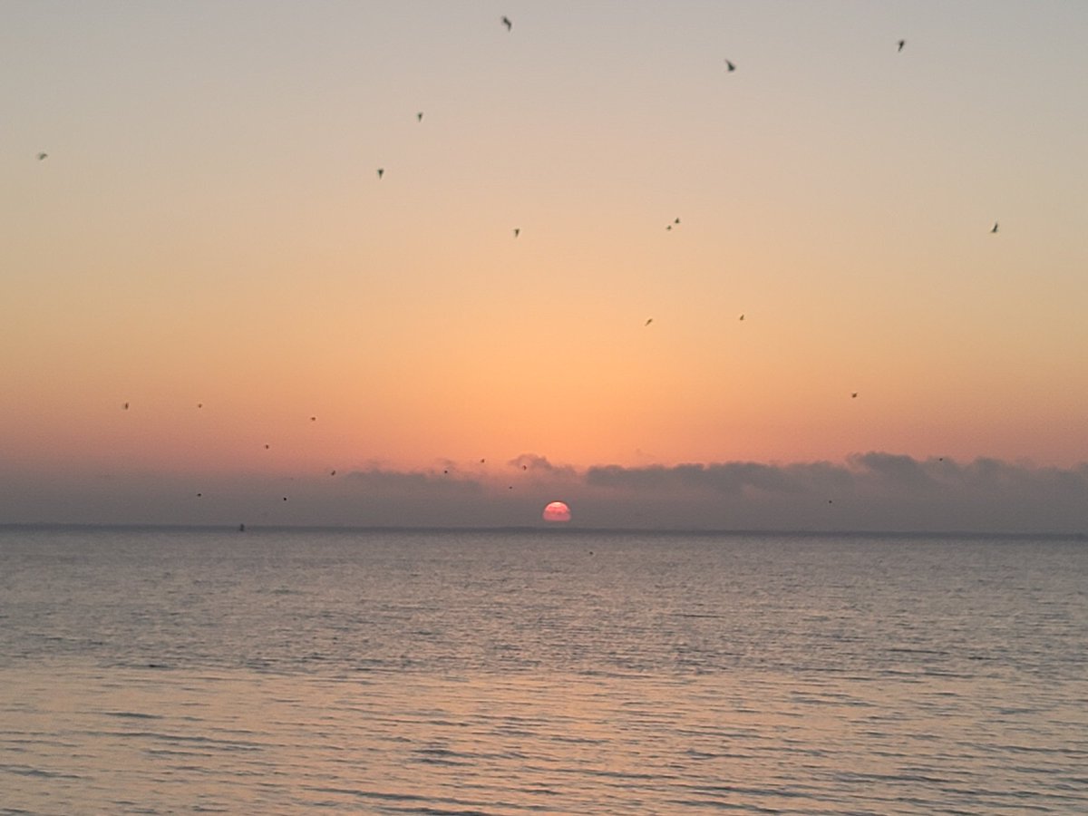 SpaceCoastSkies's tweet photo. That one guy in #1 kept bolting up & soaring back down, blessed to have caught him. Happy Friday! #FisFor #fleeing #sunrise #LoveFL #Flwx #SpaceCoastSkies #naturelover #birds #featheredfriends https://t.co/iCM3DEnGuf