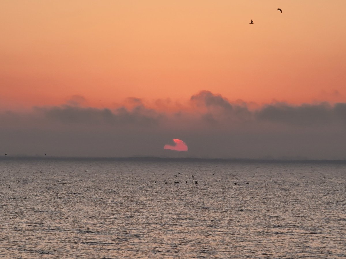 SpaceCoastSkies's tweet photo. That one guy in #1 kept bolting up & soaring back down, blessed to have caught him. Happy Friday! #FisFor #fleeing #sunrise #LoveFL #Flwx #SpaceCoastSkies #naturelover #birds #featheredfriends https://t.co/iCM3DEnGuf