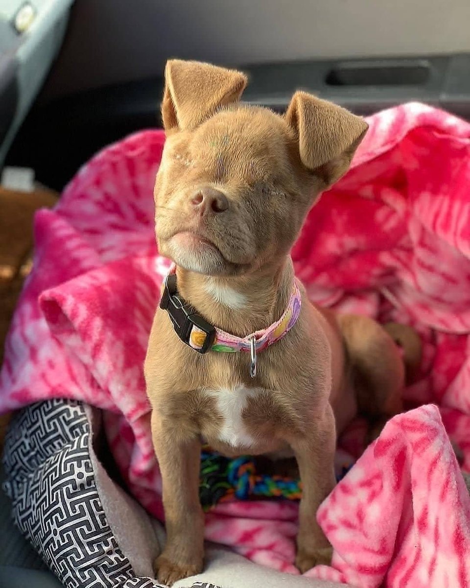 NecesitoUnPerro's tweet image. Dicen que no recibirá muchos likes este perrito, pero yo digo que si y ustedes?