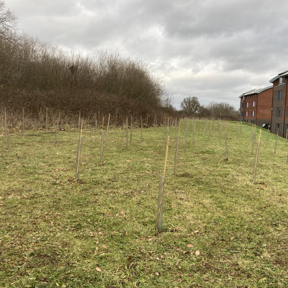 University of Warwick on Twitter "Warwick students are branching out with the Queen's Green