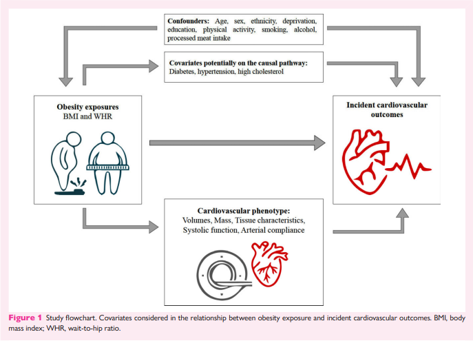 Liliana Szabo (@liliana_e_szabo) on Twitter photo During my #EACVI research grant we investigated the role of obesity on cardiovascular health, examining associations with incident CVD outcomes and CMR remodelling patterns in over 30,000 <a href="/uk_biobank/">UK Biobank</a> participants.: tinyurl.com/mrx5s679 During my #EACVI research grant we investigated the role of obesity on cardiovascular health, examining associations with incident CVD outcomes and CMR remodelling patterns in over 30,000 <a href="/uk_biobank/">UK Biobank</a> participants.: tinyurl.com/mrx5s679