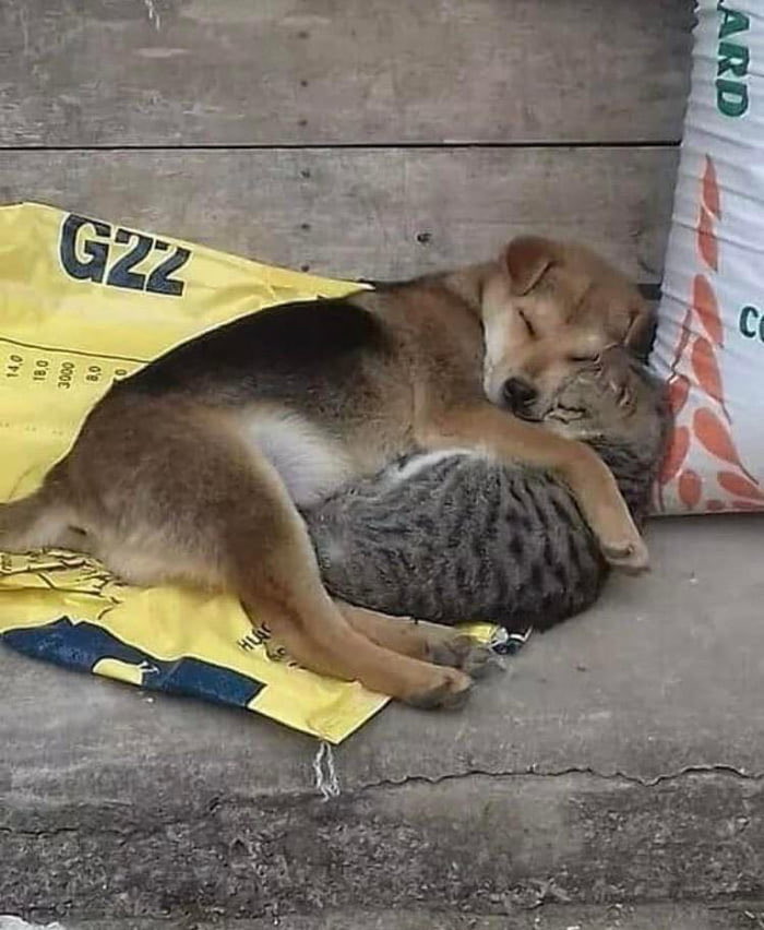 NecesitoUnPerro's tweet photo. Las amistades más hermosas son así... https://t.co/Wax0xGx6FT
