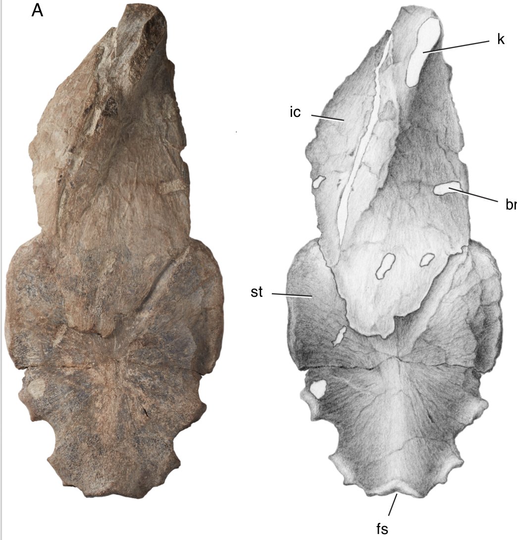 Christian A. Sidor tweet media