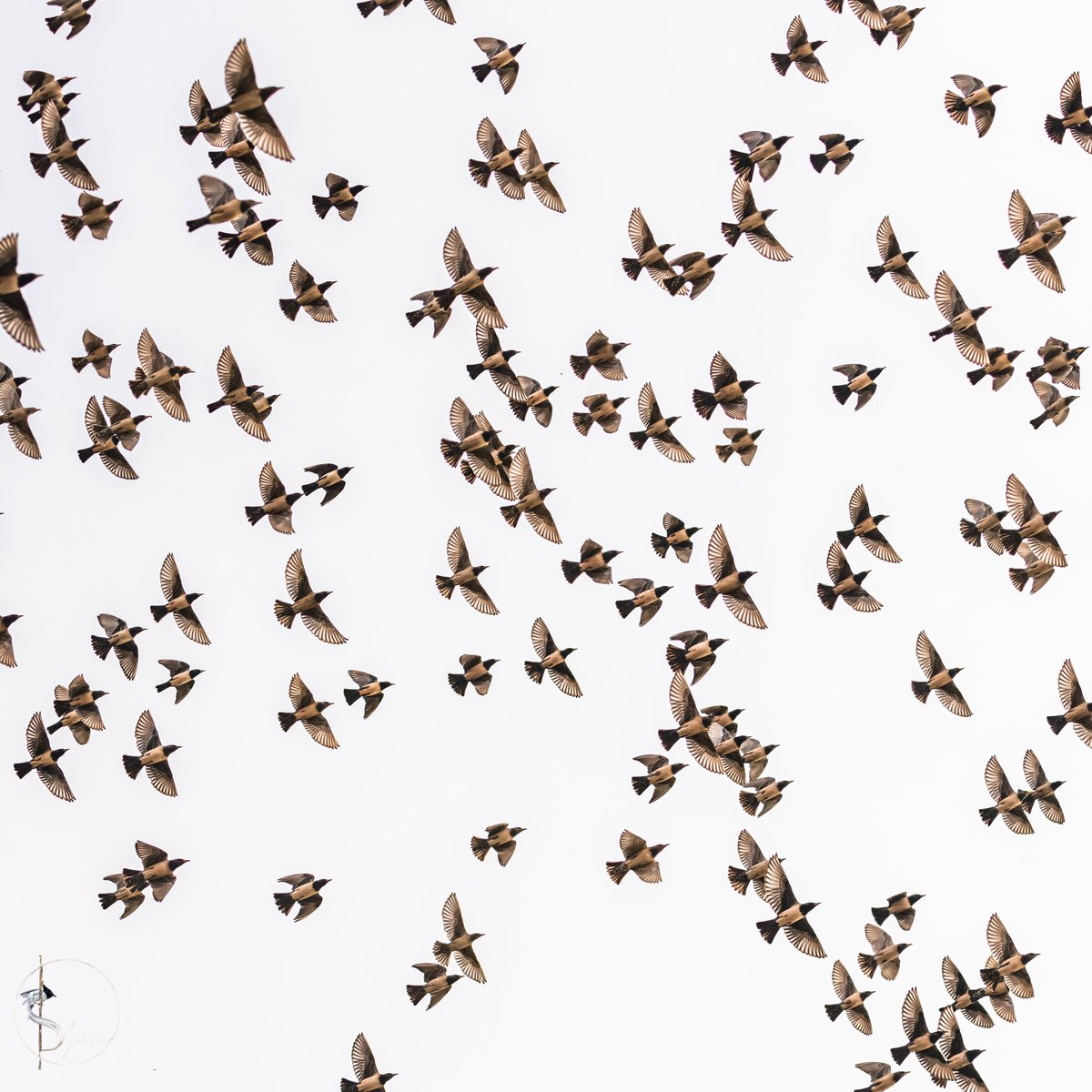 Rosy Starlings
Ameenpur, Hyderabad, Telangana
Jan2023

#rosystarling 

instagram.com/syampotturi

#IndiAves #birdwatching #birdphotography #birds #BirdsSeenIn2023 #TwitterNatureCommunity #Nikon  #SIGMA60600mmSports #AmeenpurBHS