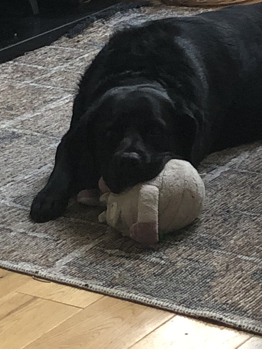 MommaRitay's tweet photo. Penny patiently waiting for a walk #BlackDogsofTwitter. #patienceisavirtue. #itsaDogsLife https://t.co/sGfa8uWVlx