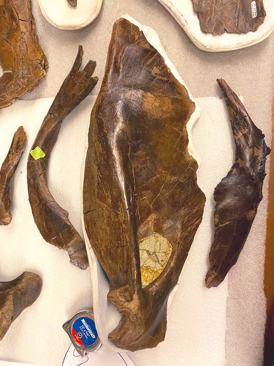 DavidEvans_ROM's tweet photo. More tyrannosaurs for #FossilFriday: here is a beautiful surangular of our monster Daspletosaurus, found by @deinosnychos &amp; prepped by @curioushino. This bone from the back of the lower jaw is over half a meter long! #ROMTrex https://t.co/pbaYhMxWMx