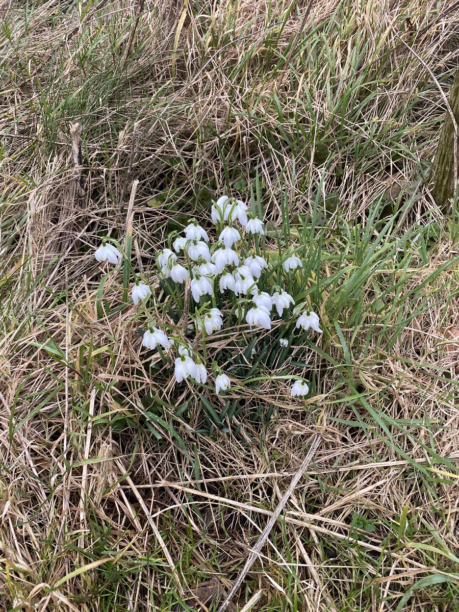 Dr Karolina Follis tweet media