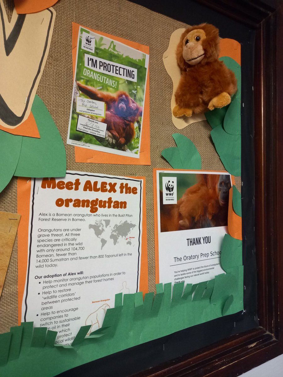 OPSScience's tweet image. We adopted an elephant and an orangutan as part of our conservation unit! A fully pupil led project by our STEAM Ambassadors with over £200 raised for our newly adopted animals with the @WWF. Well done @OPS_OratoryPrep pupils! We proudly introduce Alex and Tiny! #STEMeducation