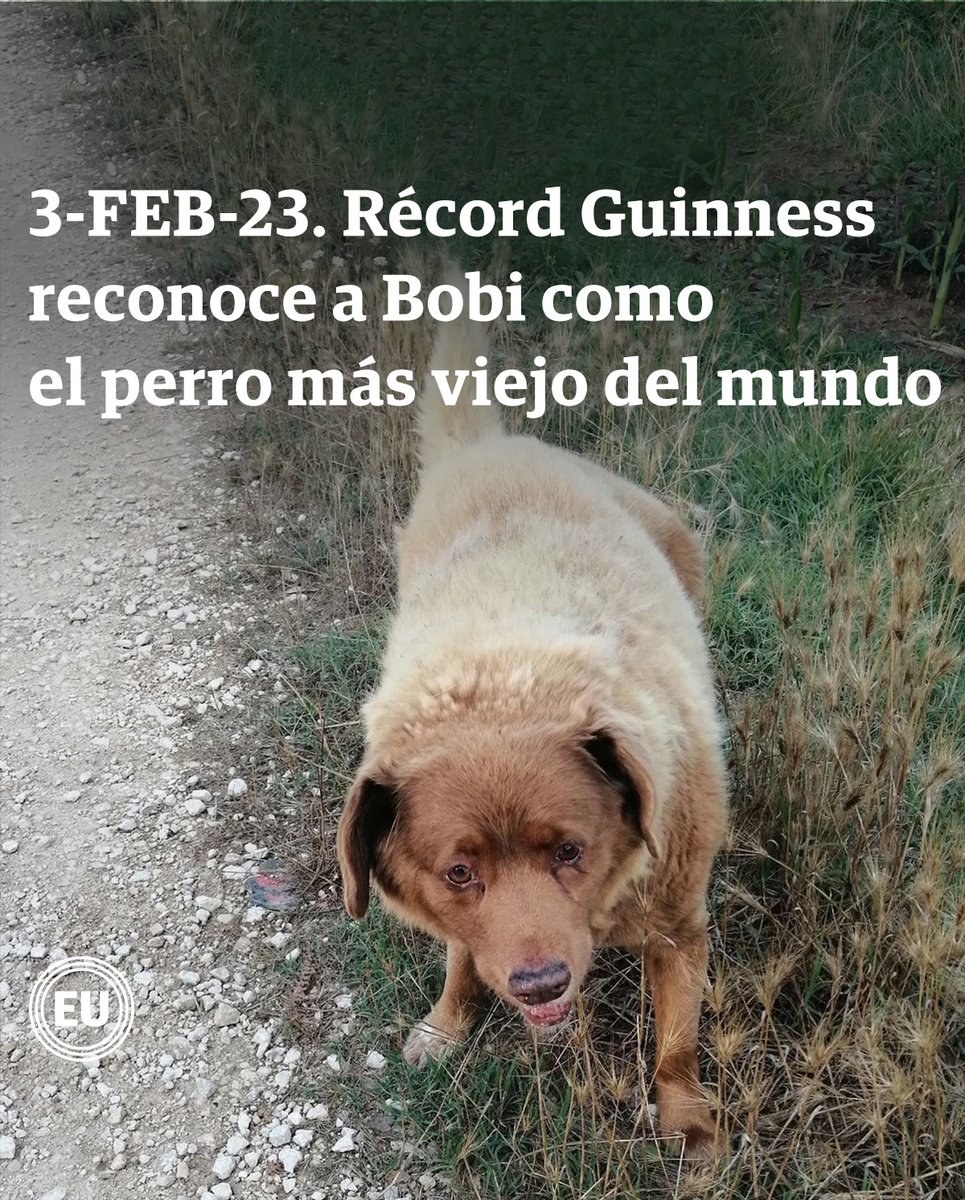 eluniversocom's tweet photo. #RécordGuinness reconoce a Bobi, un perro portugués, como el más viejo del mundo con 30 años y 267 días de existencia ► https://t.co/5PkOrnozgL https://t.co/n3lk0oZZ8u