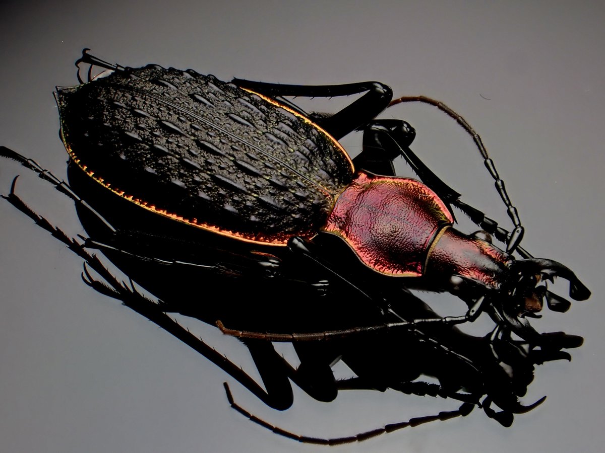 Coptolabrus nankotaizanus タイワンカブリモドキ 🇹🇼 Taiwan 重厚な