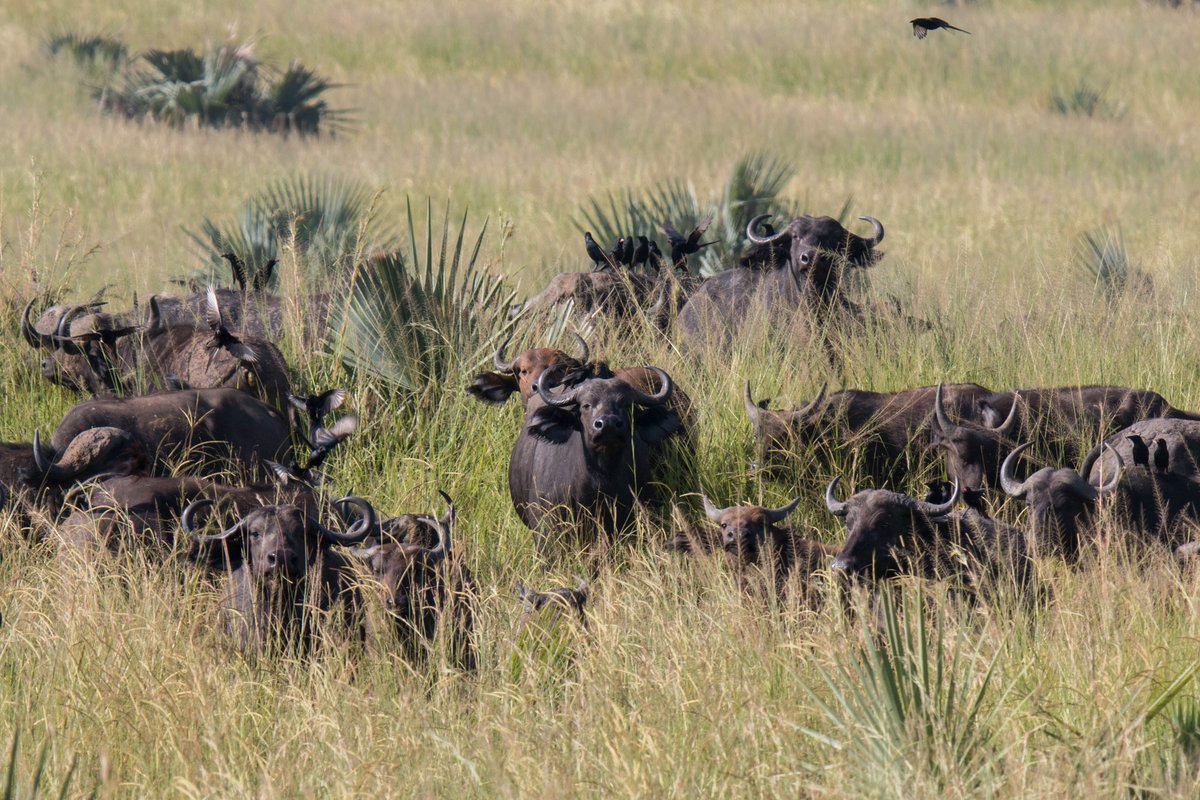 Population and Statistical Genetics Group at UCPH tweet media