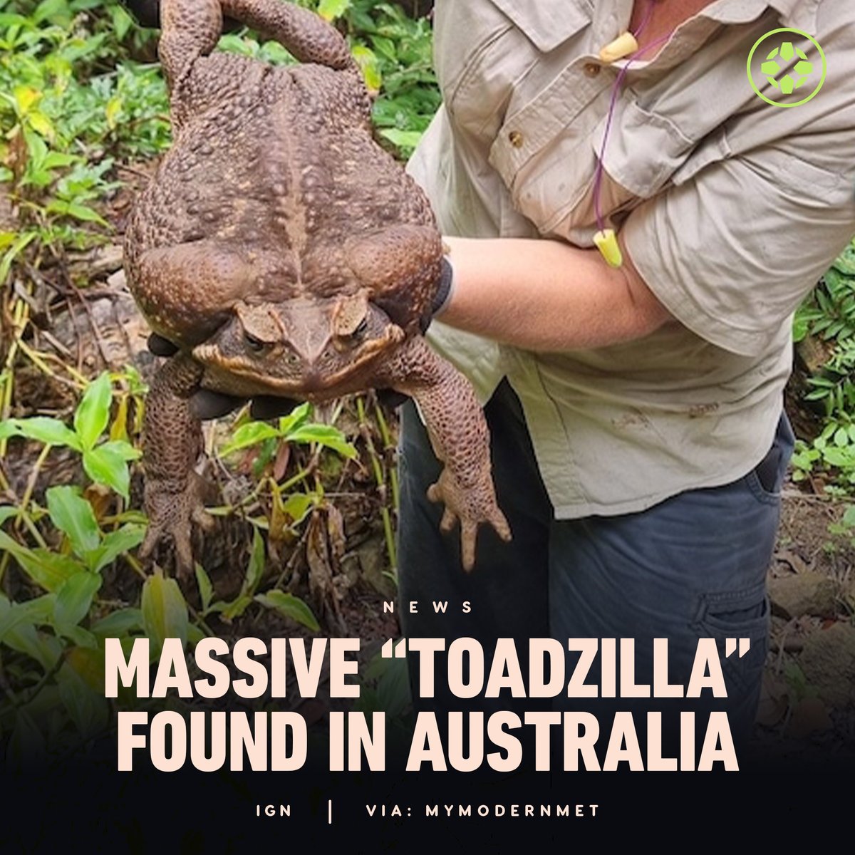 Honey on Twitter "RT IGN The sixpound female cane toad was twice