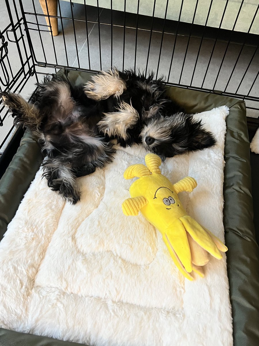 𝗔𝗠𝗬 𝗠𝗔𝗖𝗗𝗢𝗡𝗔𝗟𝗗 tweet media