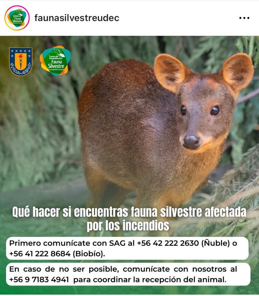 CEBioBio's tweet photo. https://t.co/0DksohG263
