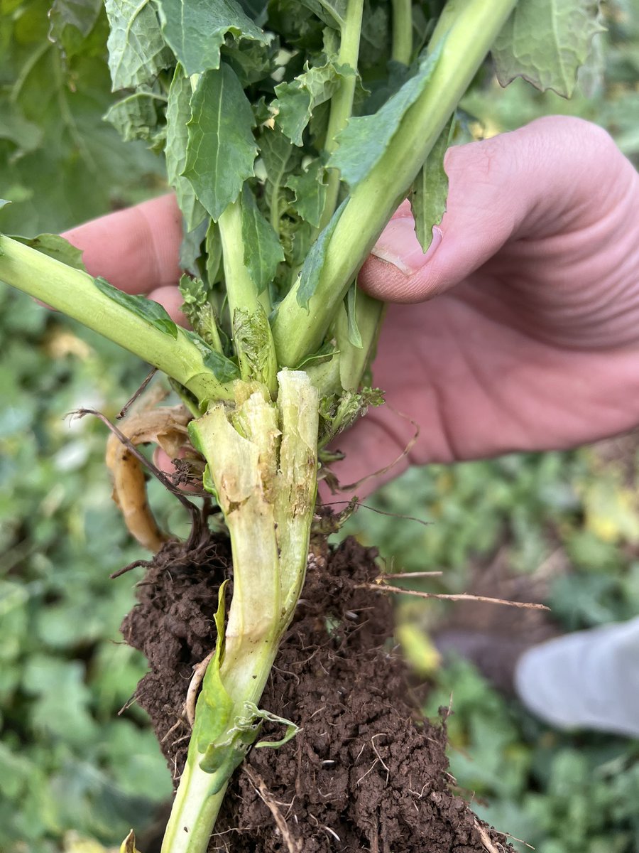richardpayne94's tweet image. Good roots, but also critters! #csfb #osr @AHDB_Cereals DD Aardvark.