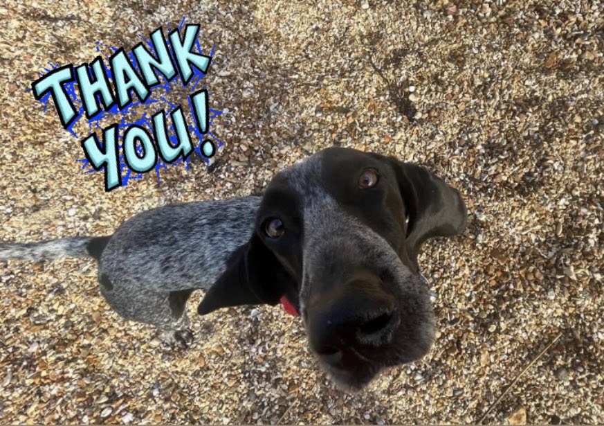 We would like to say a massive THANK YOU to   @AFPetInsurance 
who have awarded us a grant towards our storage costs. The Warehouse rent is one of our largest outgoings so this grant is a big help. #thankyou #animalfriends #Donations #animalsmatter
