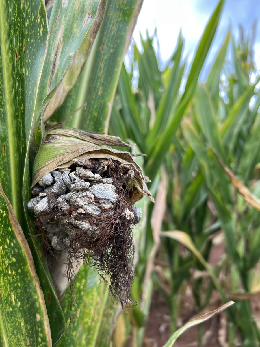 etocarvalho's tweet photo. #cornsmut in south Brazil. It's beautiful for plant pathologists 😅🌽 https://t.co/GB7mIConME