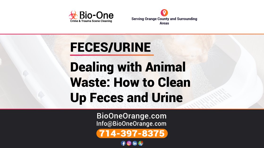 BioOneOrange's tweet image. Simple safety tips can help make the chore of cleaning pet feces and urine less unpleasant and ensure that you’re disposing of this waste properly. 

📰 Our latest blog: loom.ly/gP6ZWXQ

#bioone #orange #blog #news #tips #safety #petsafety #professionalcleanup