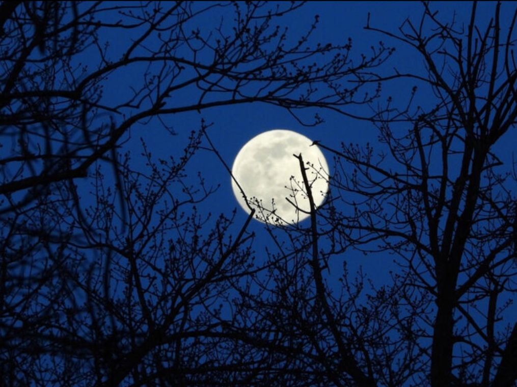 Feel like howling? Explore Oliver's Woods in Norman with BioBlitz during the full moon on Sunday, November 5th, at 8 pm.  Get more details in this week's Observer newsletter. mailchi.mp/96d4e91b6be3/t…