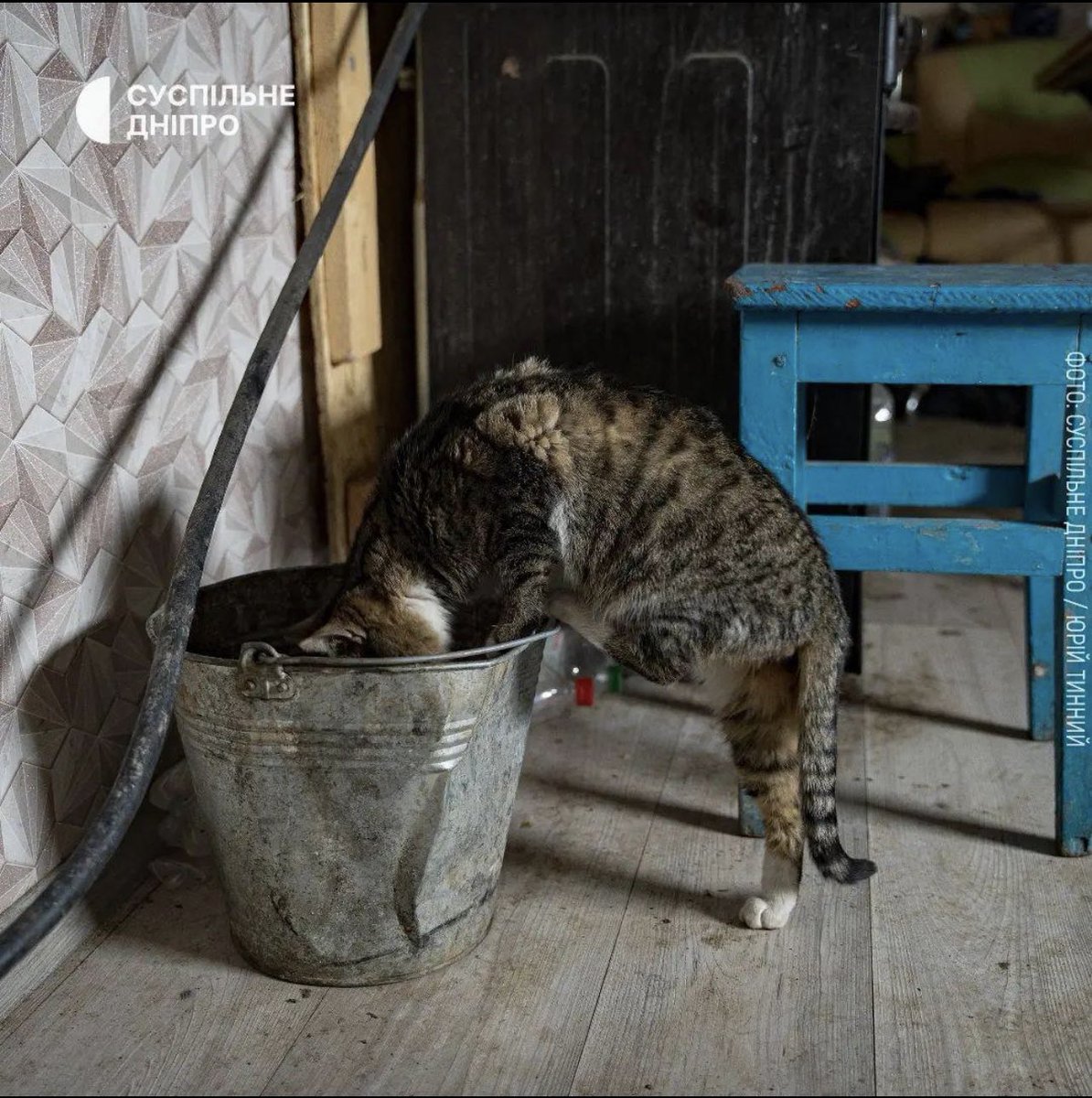 vic_010100's tweet image. Oleksandr wurde mit seinen Tieren wiedervereinigt 😞
Nur eine Familie blieb in Bilohirka #Cherson 🇺🇦
Die Russen machten im Dorf alles dem Erdboden gleich.🥲
#helpukraineNow
#RussiaisATerroistState 😡